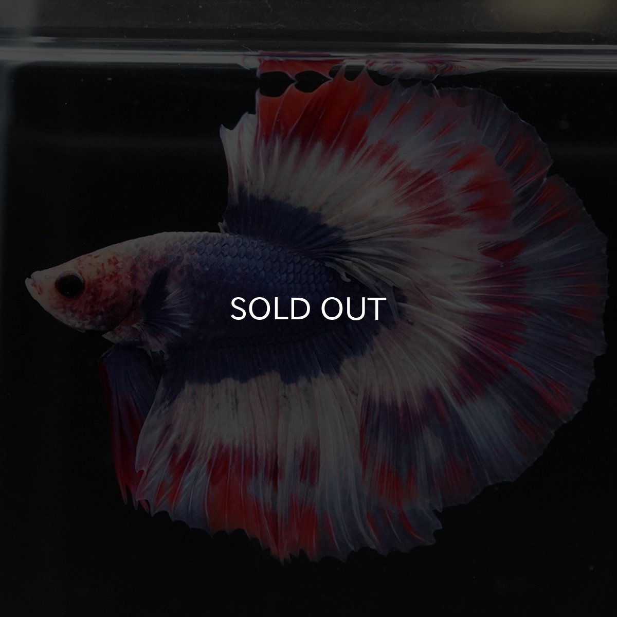 画像8: HM タイフラッグ 変わり柄 (8)