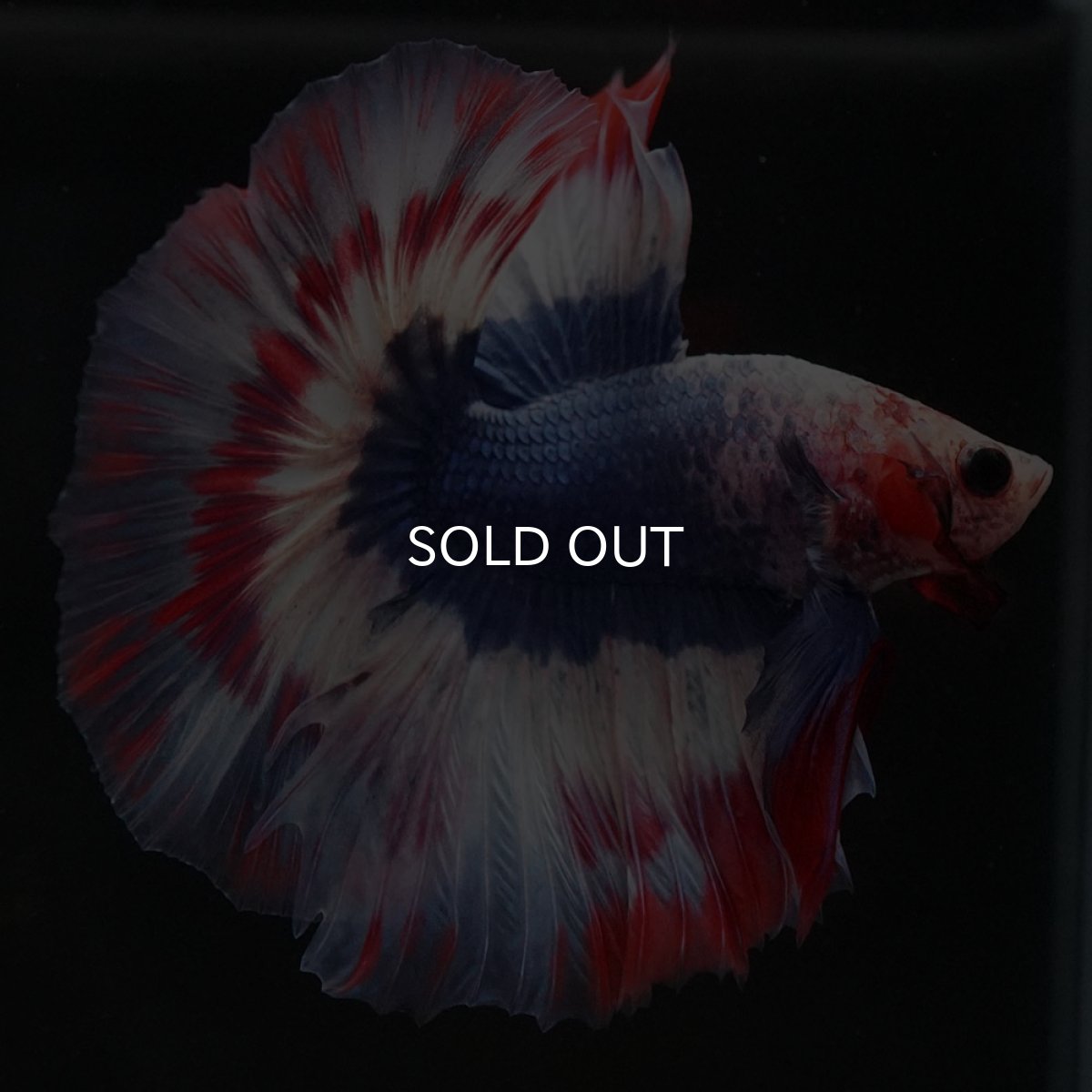 画像5: HM タイフラッグ 変わり柄 (5)