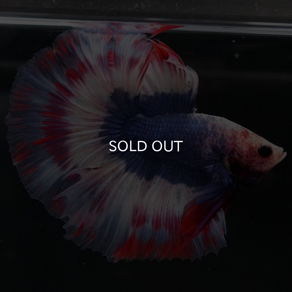 画像3: HM タイフラッグ 変わり柄 (3)