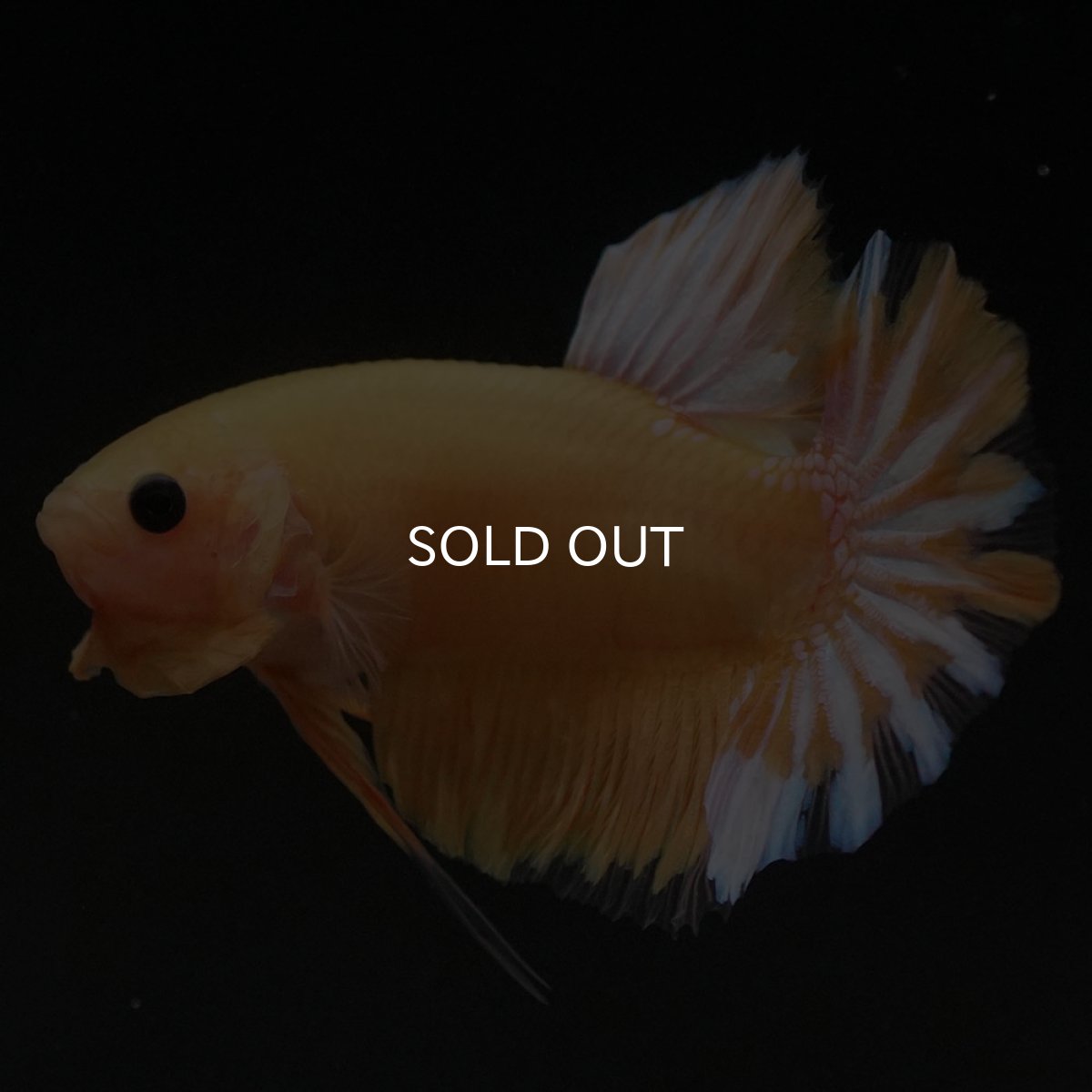 画像4: HMPK　イエローファンシー (4)