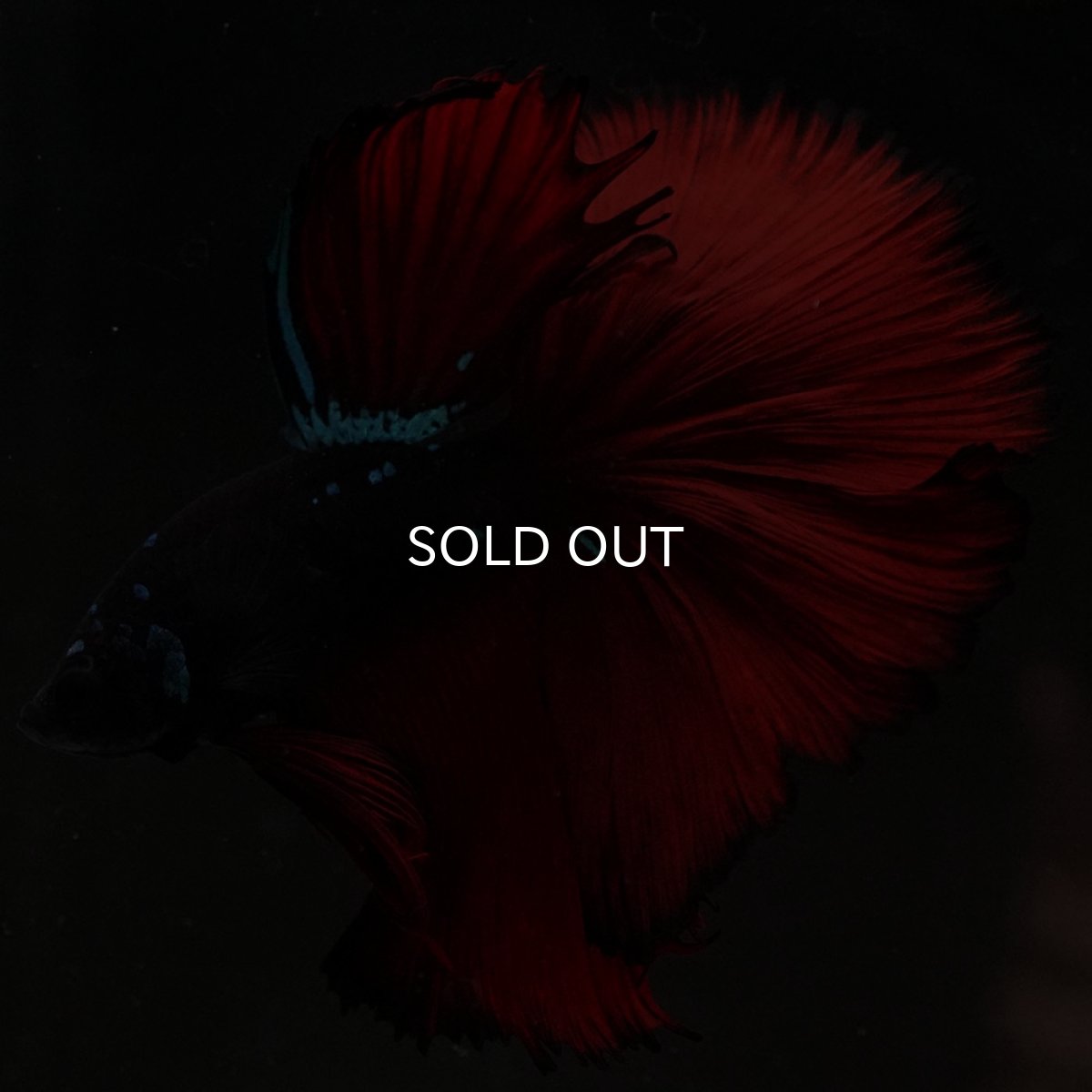 画像12: HM ブラックスター (12)