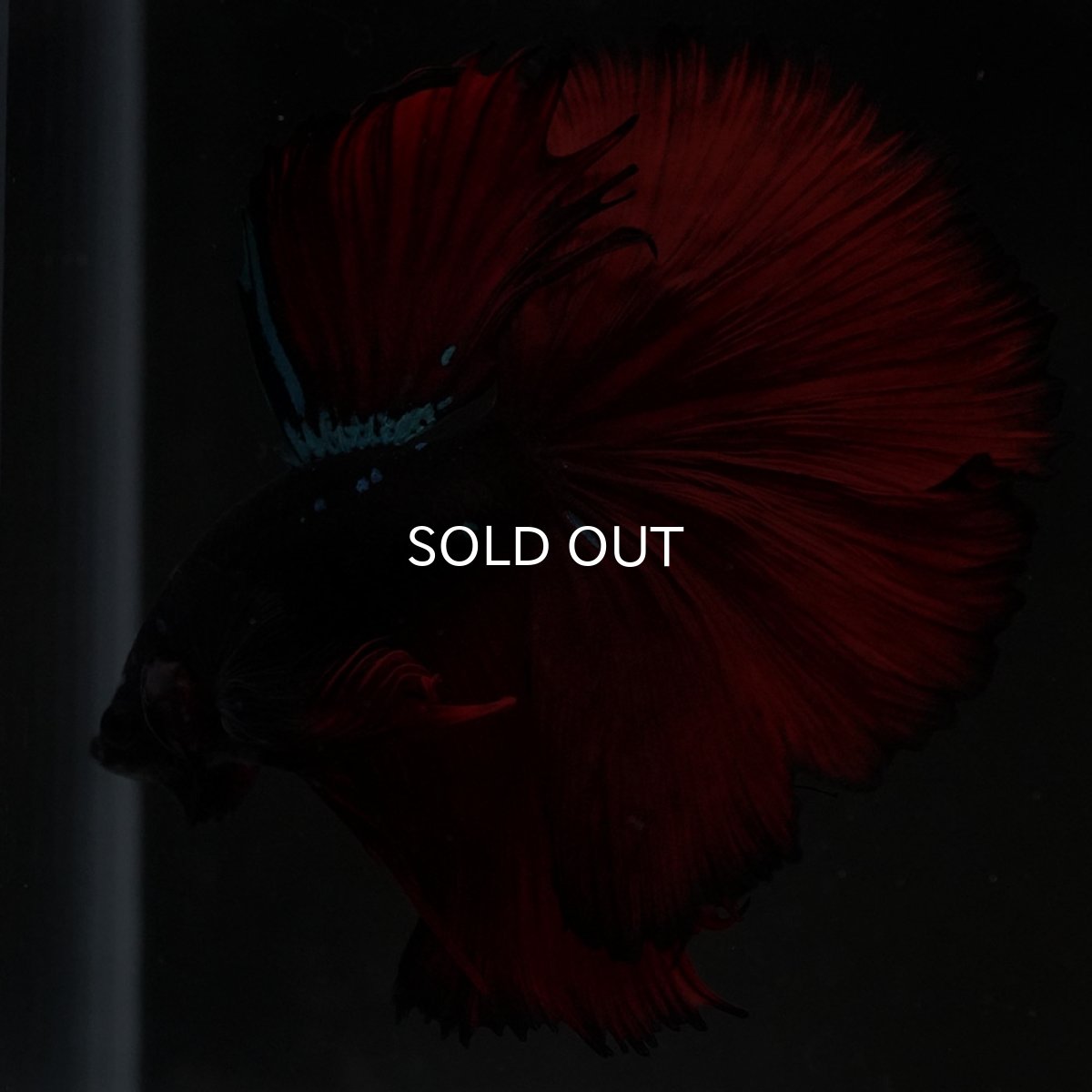 画像8: HM ブラックスター (8)