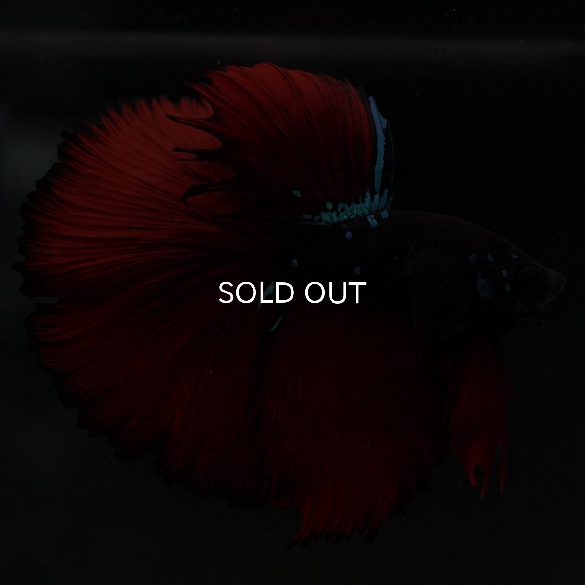 画像5: HM ブラックスター (5)