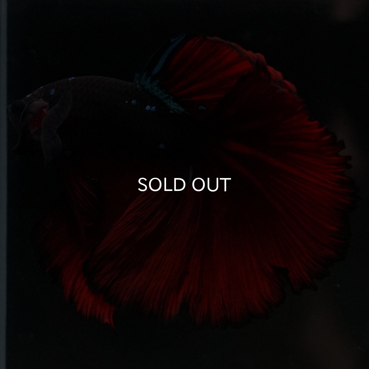 画像10: HM ブラックスター (10)