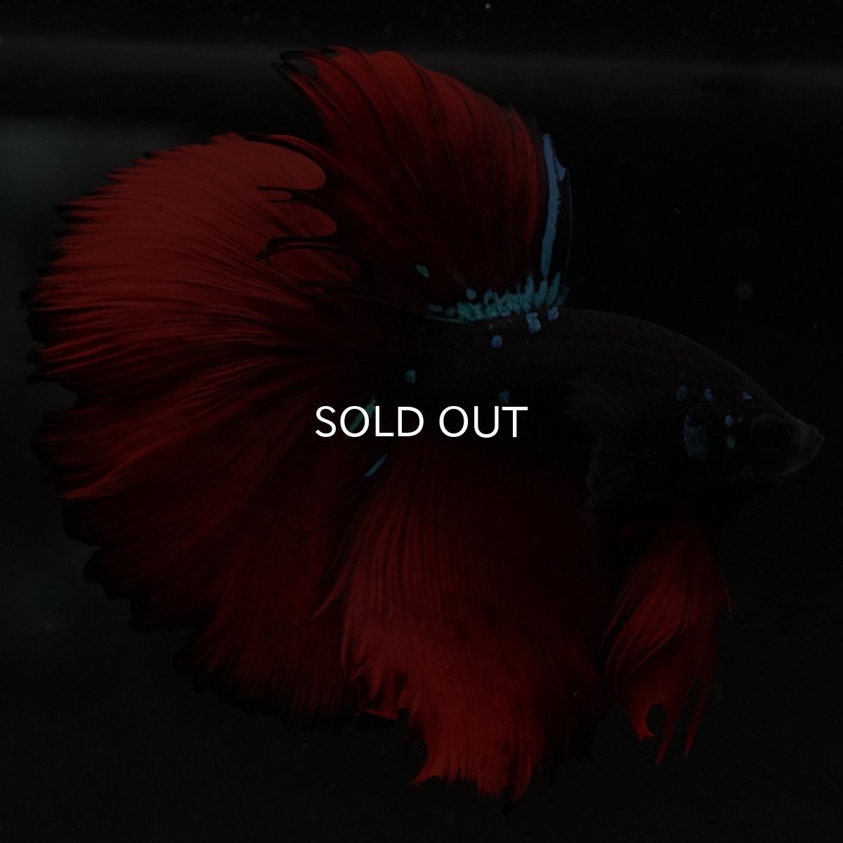 画像11: HM ブラックスター (11)