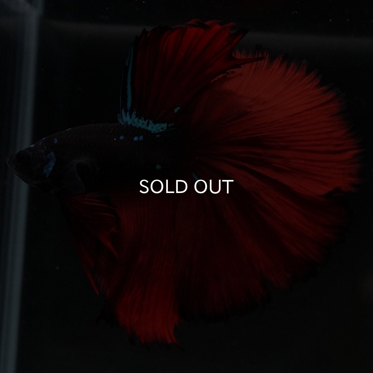 画像6: HM ブラックスター (6)