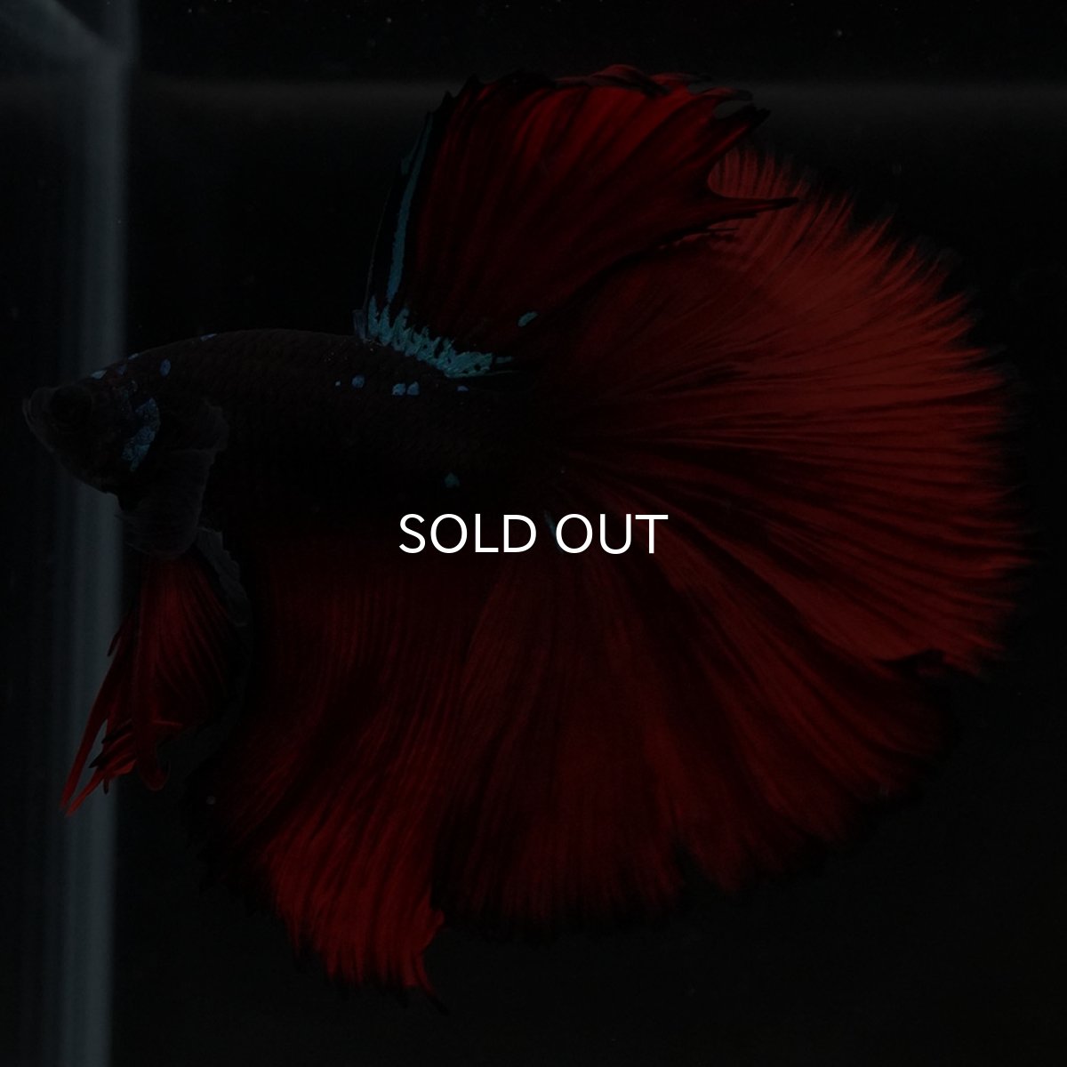 画像4: HM ブラックスター (4)