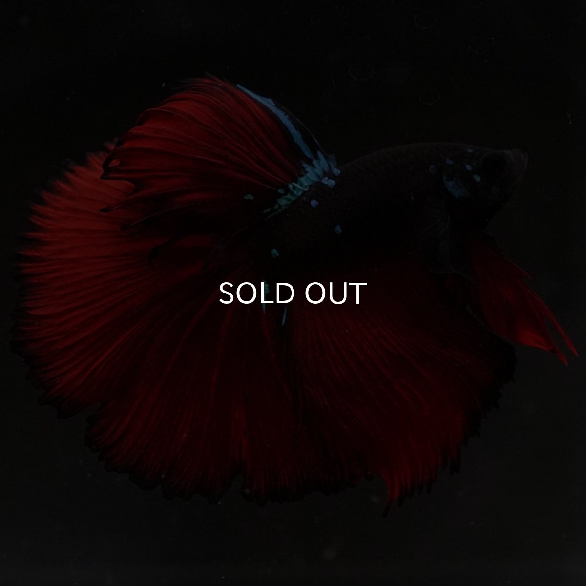 画像9: HM ブラックスター (9)