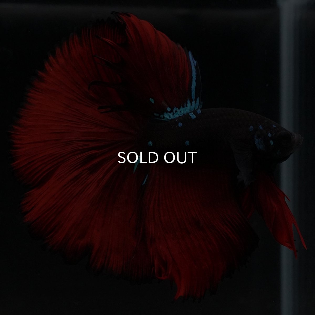 画像3: HM ブラックスター (3)