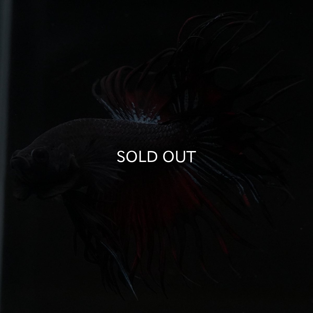 画像9: KCT ブラックオーキッド 変わり柄 (9)