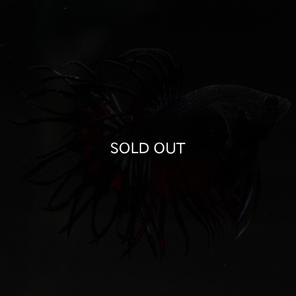 画像5: KCT ブラックオーキッド 変わり柄 (5)