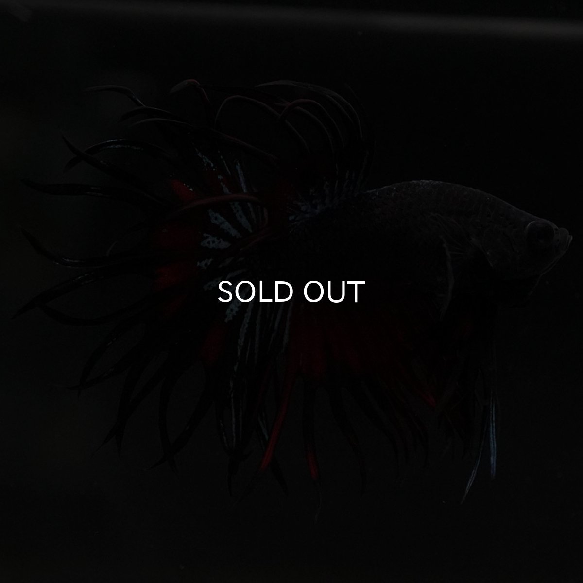 画像3: KCT ブラックオーキッド 変わり柄 (3)