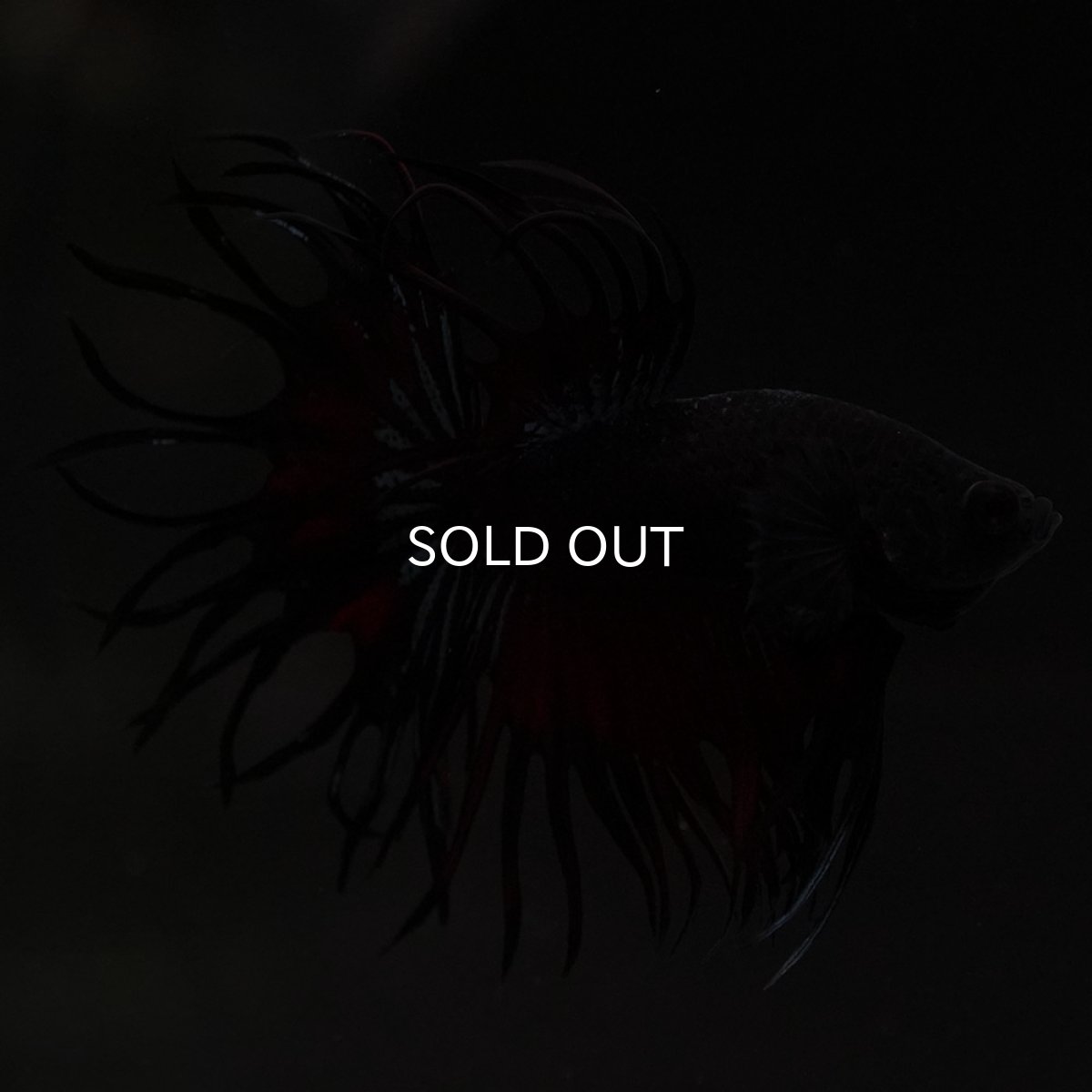 画像7: KCT ブラックオーキッド 変わり柄 (7)