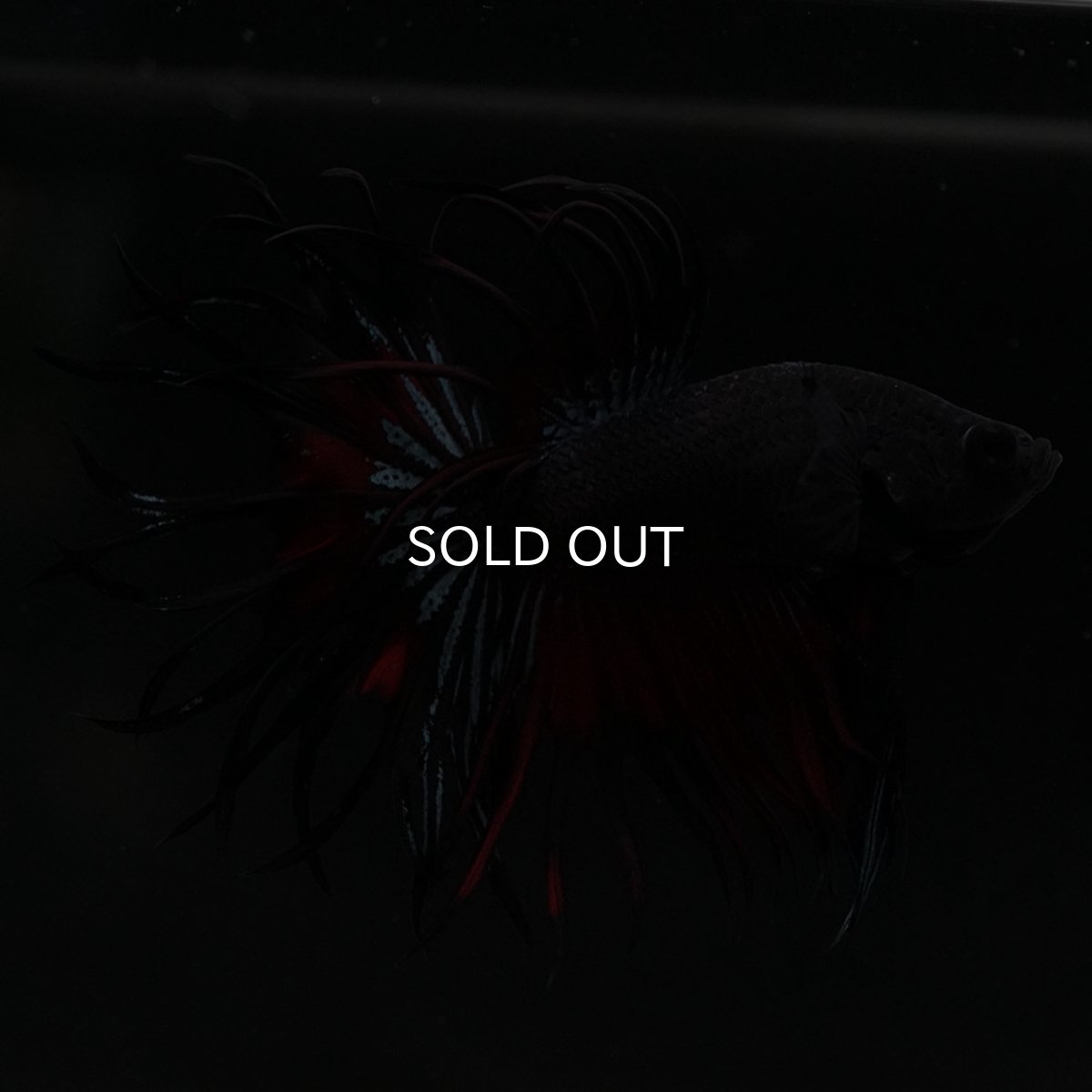 画像8: KCT ブラックオーキッド 変わり柄 (8)