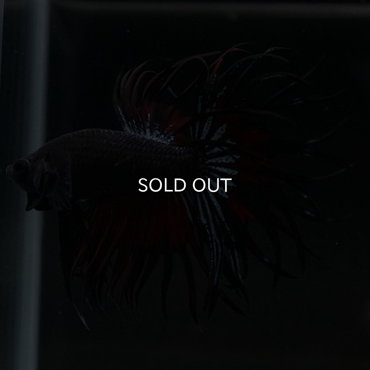 画像6: KCT ブラックオーキッド 変わり柄 (6)