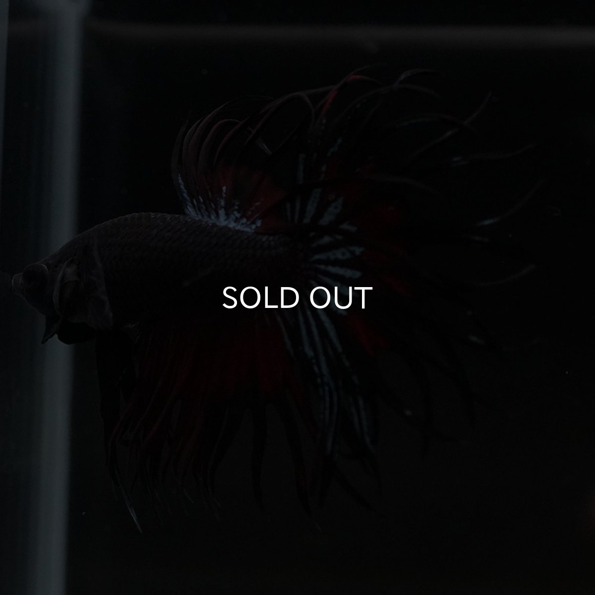 画像4: KCT ブラックオーキッド 変わり柄 (4)