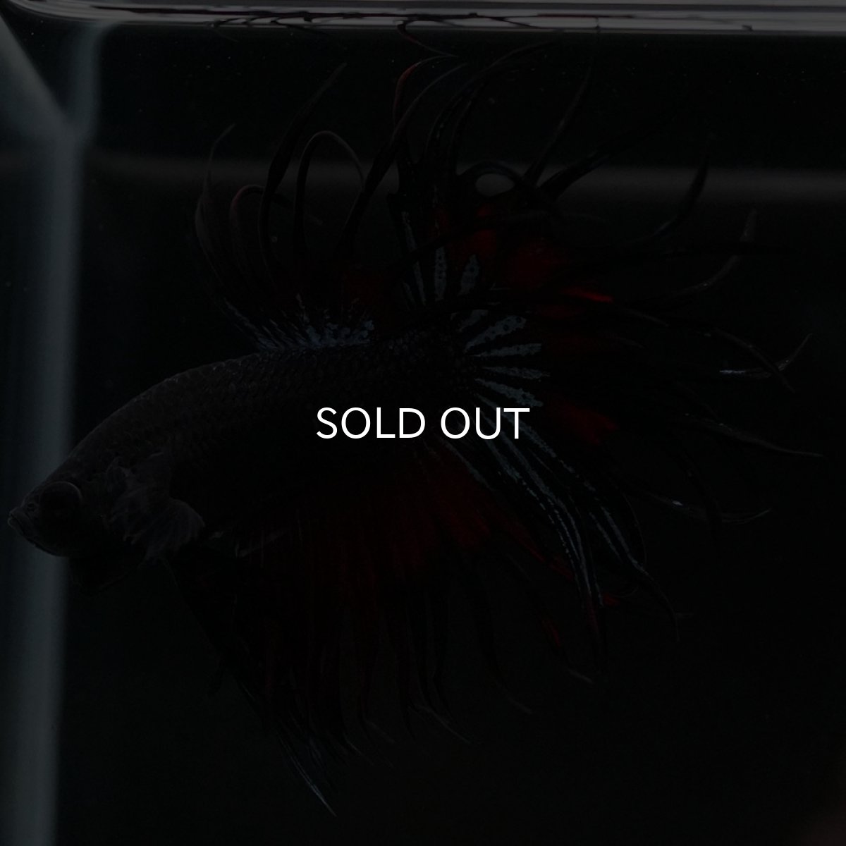 画像2: KCT ブラックオーキッド 変わり柄 (2)