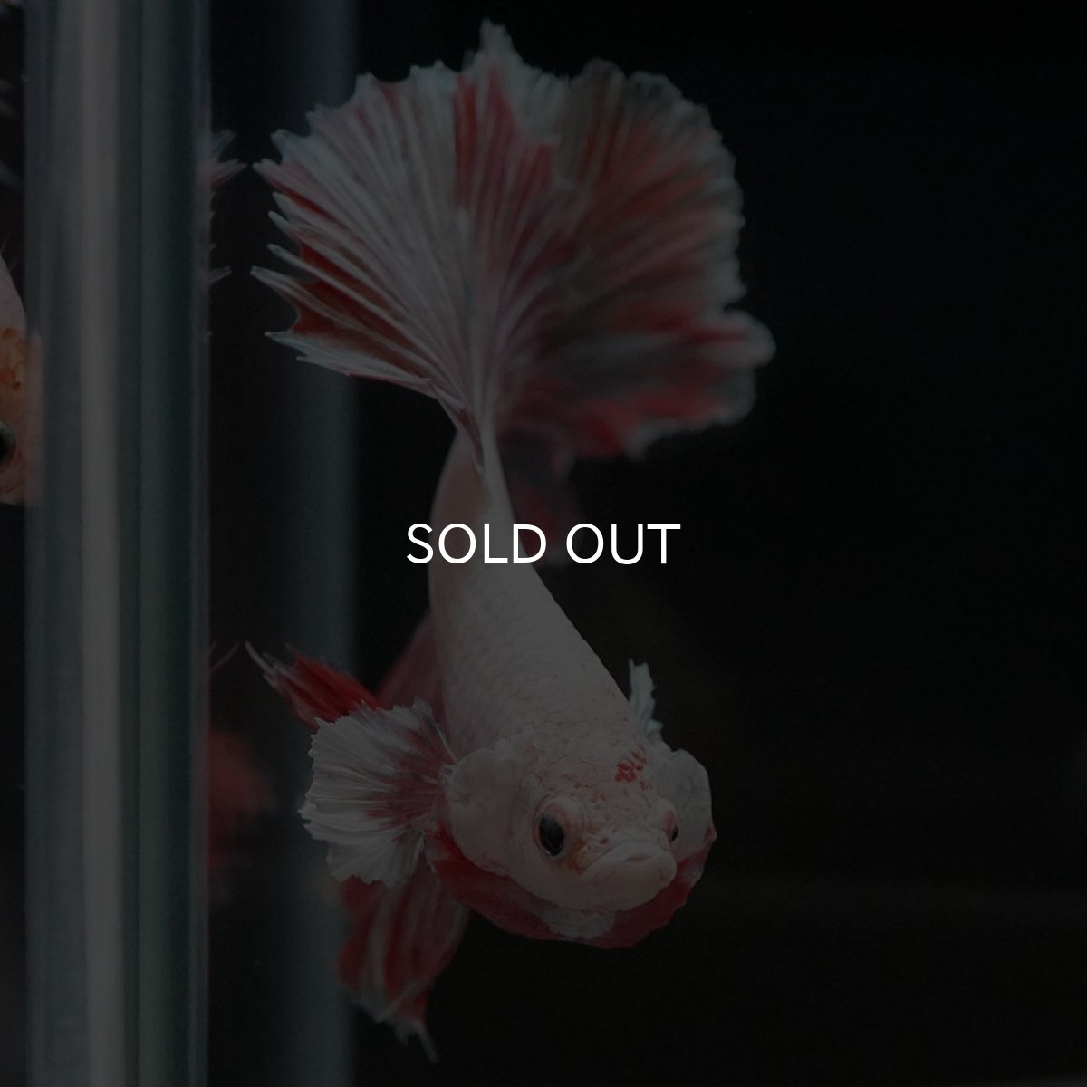 画像14: HM　ファンシー ローズテール (14)