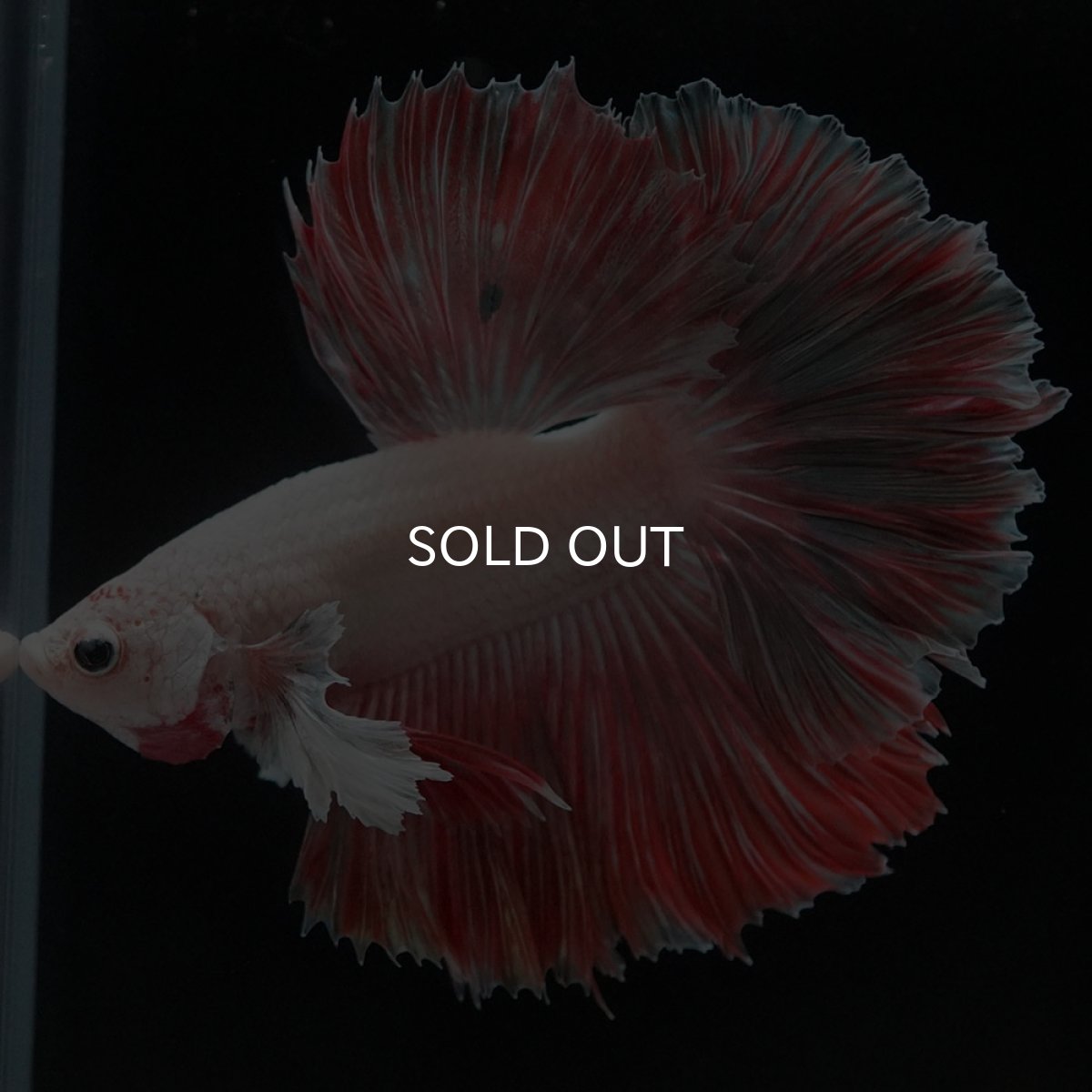 画像12: HM　ファンシー ローズテール (12)