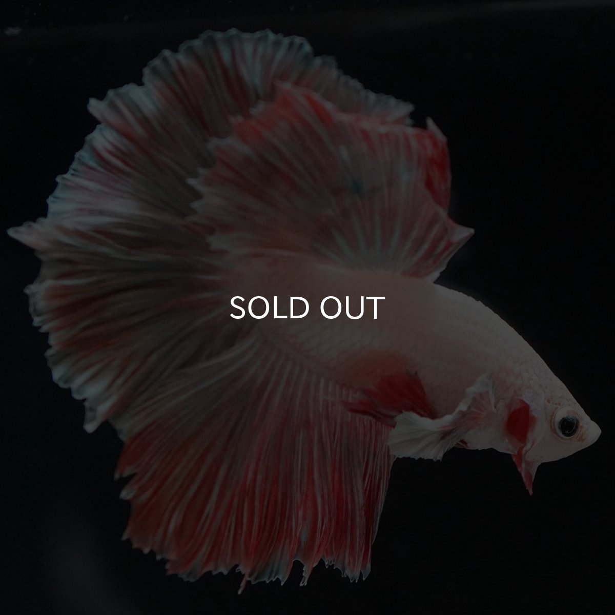 画像2: HM　ファンシー ローズテール (2)