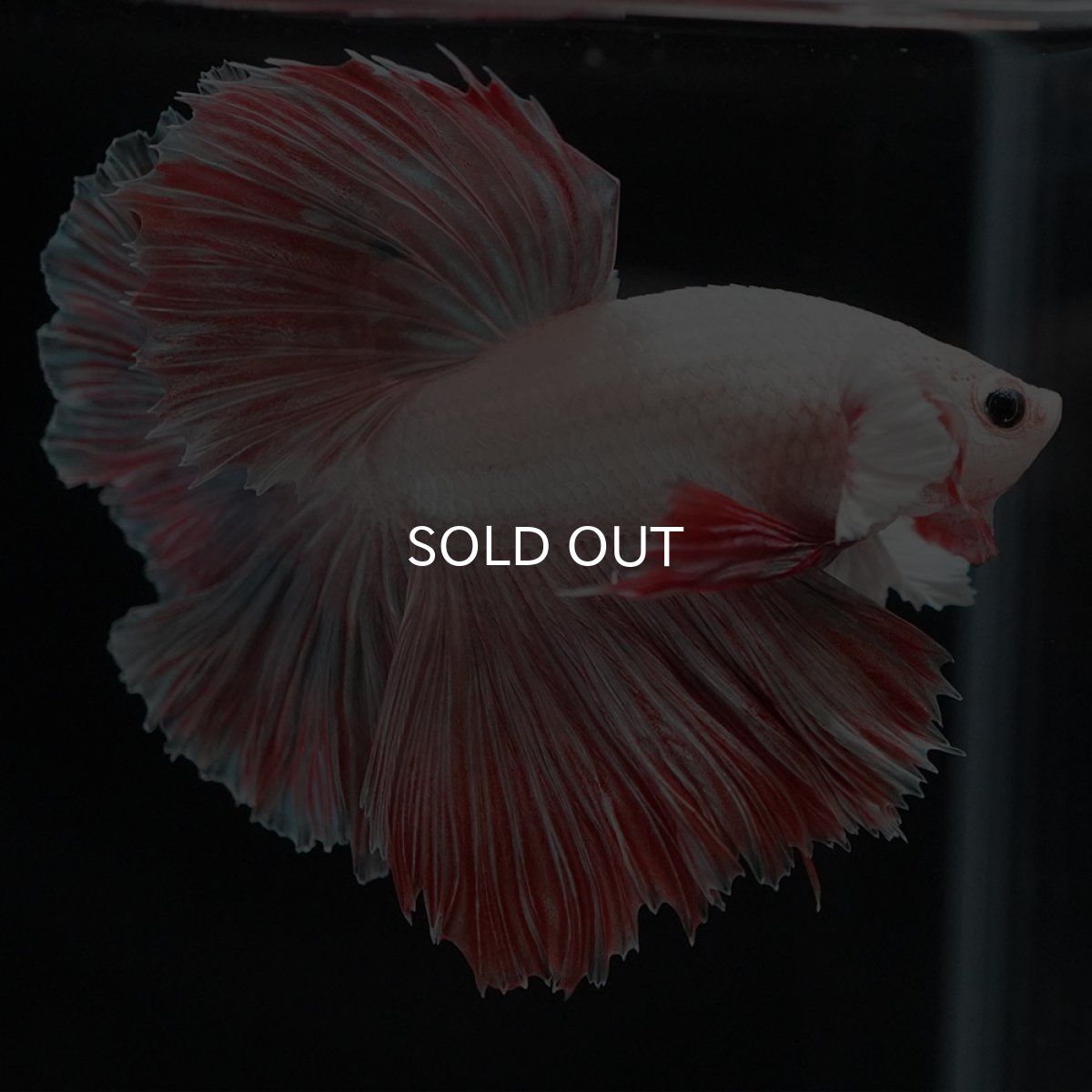 画像13: HM　ファンシー ローズテール (13)