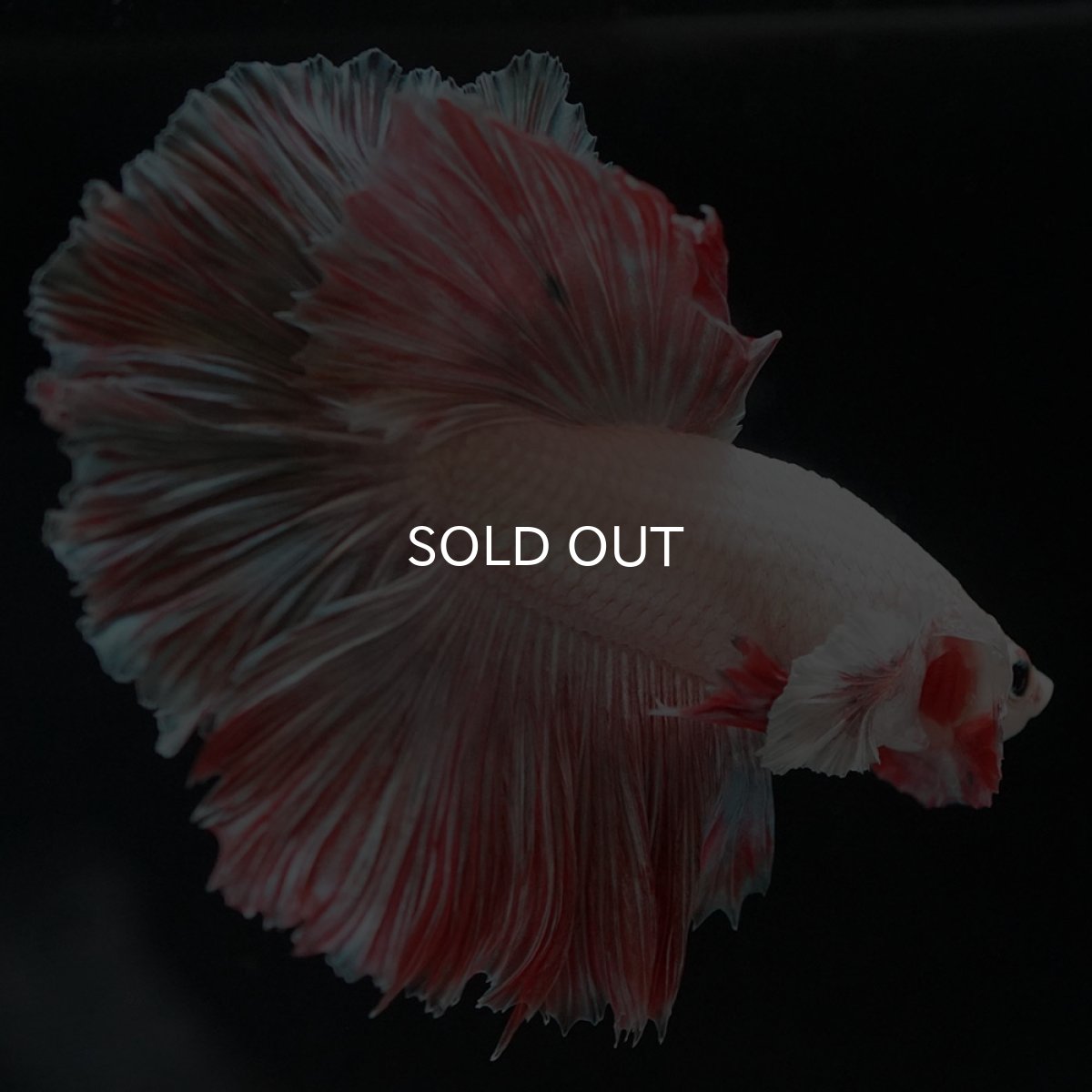 画像11: HM　ファンシー ローズテール (11)