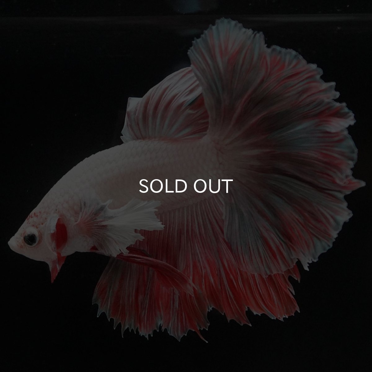 画像10: HM　ファンシー ローズテール (10)