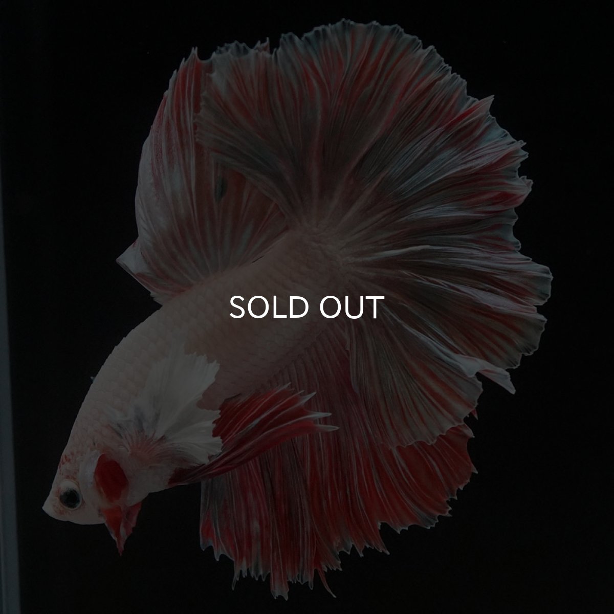 画像8: HM　ファンシー ローズテール (8)