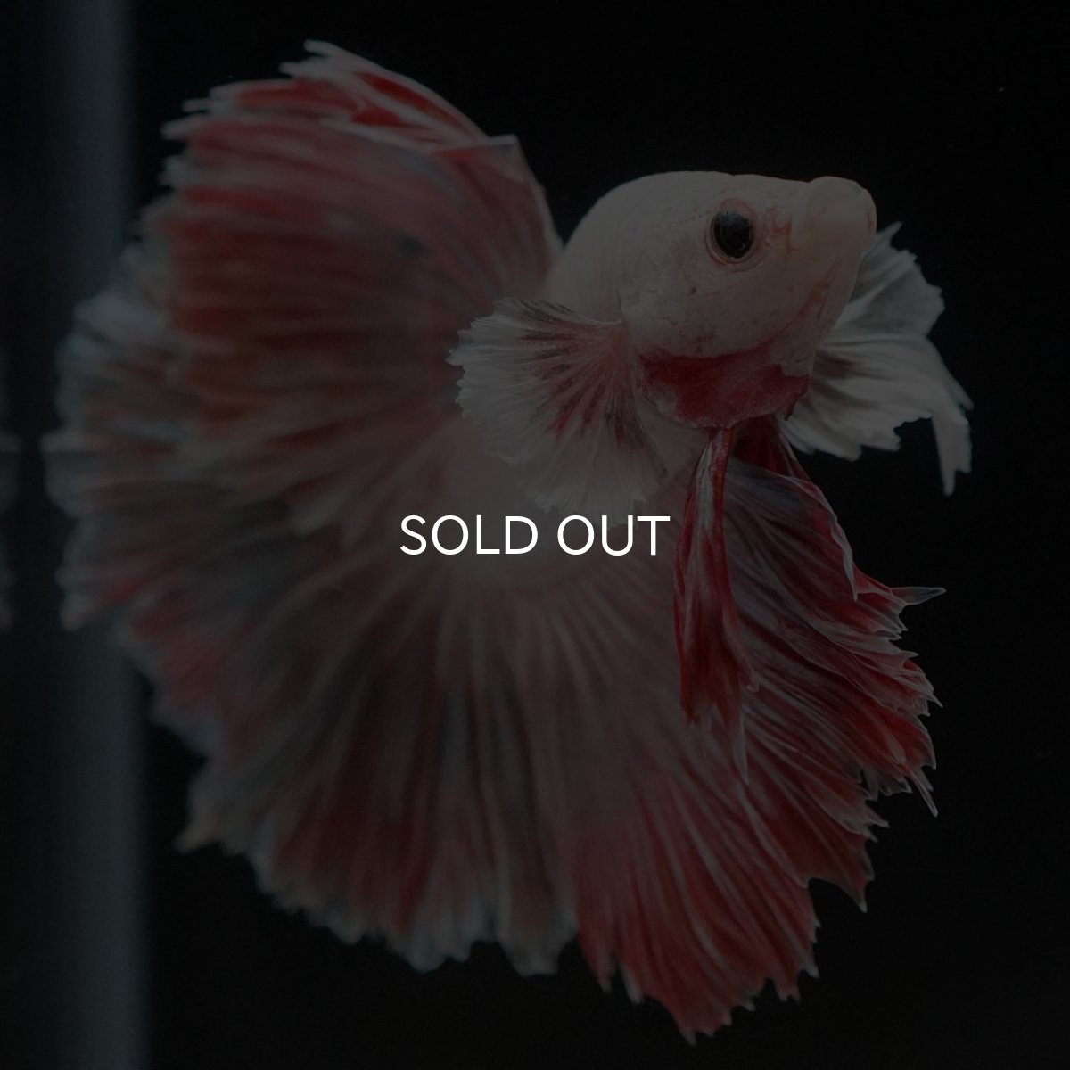 画像3: HM　ファンシー ローズテール (3)