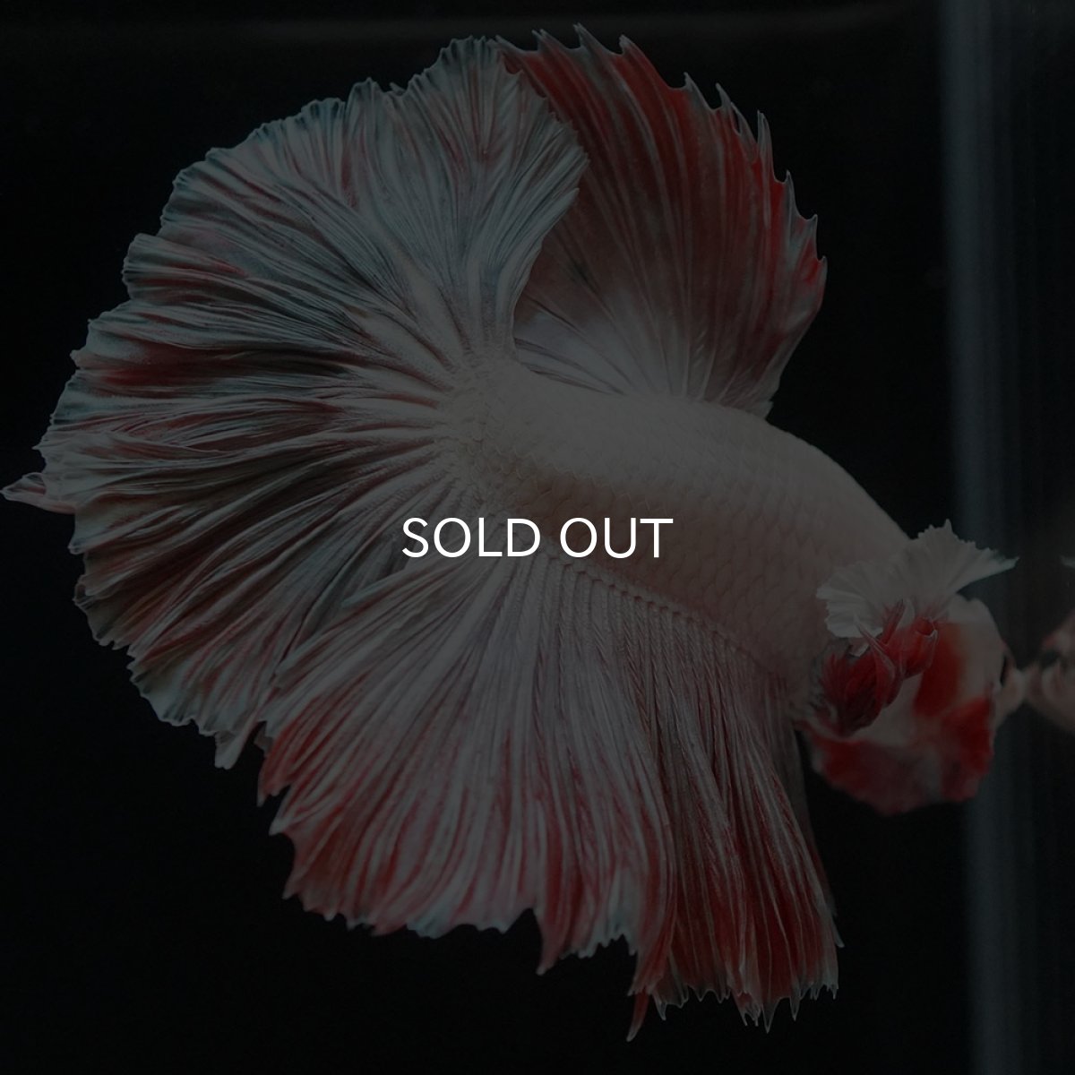 画像9: HM　ファンシー ローズテール (9)