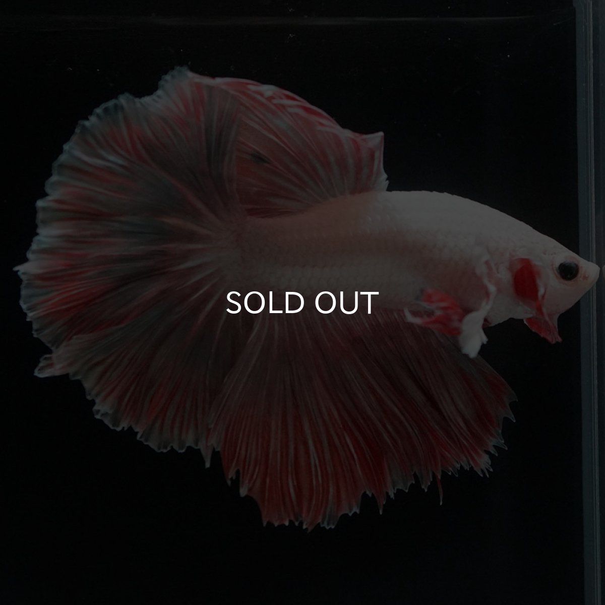 画像5: HM　ファンシー ローズテール (5)