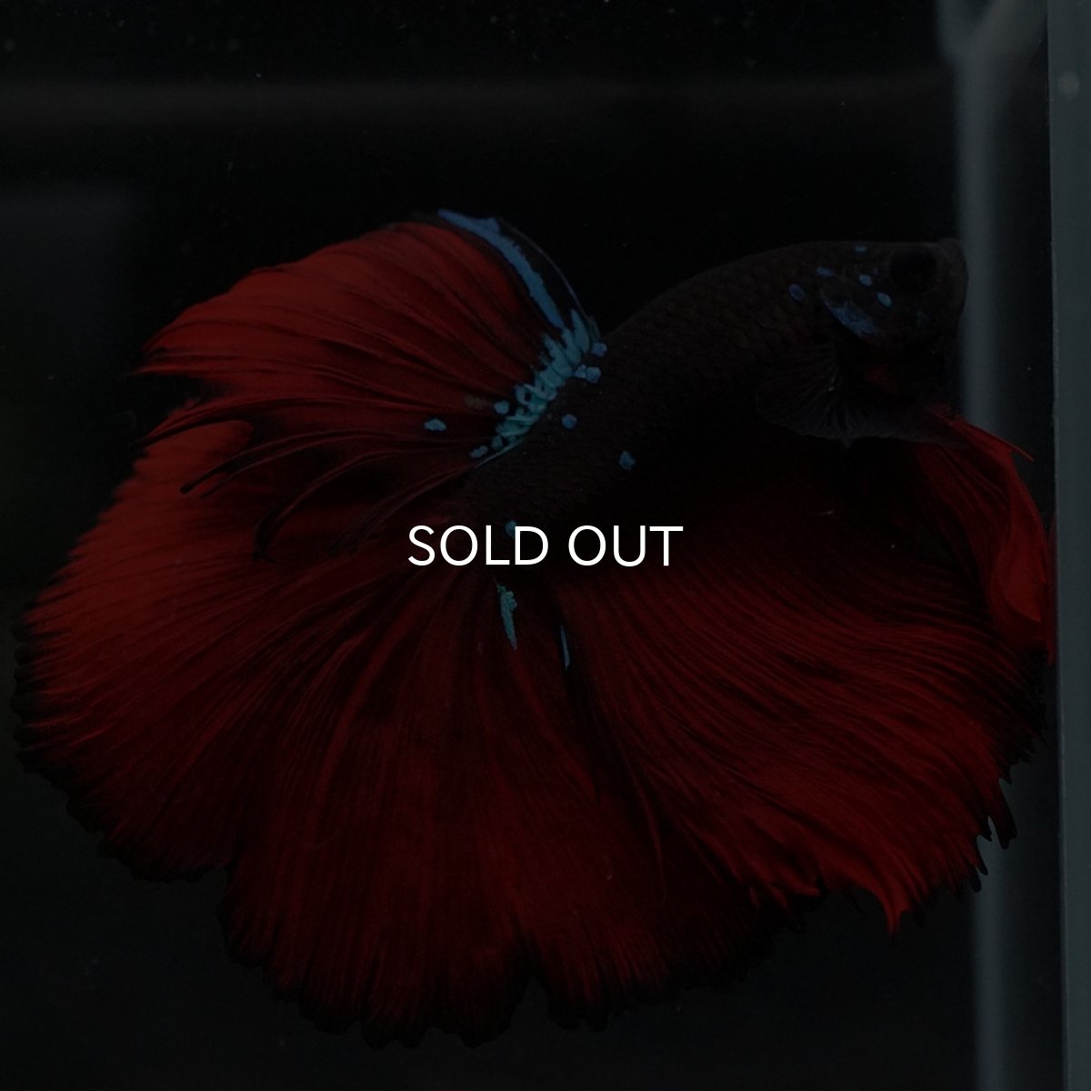 画像7: HM ブラックスター (7)