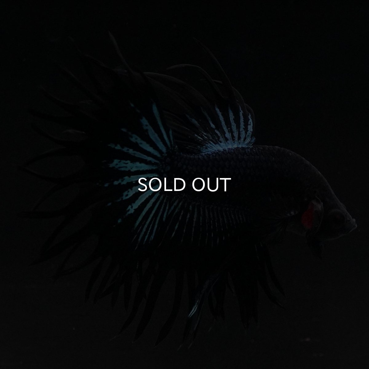 画像10: KCT ブラックオーキッド (10)