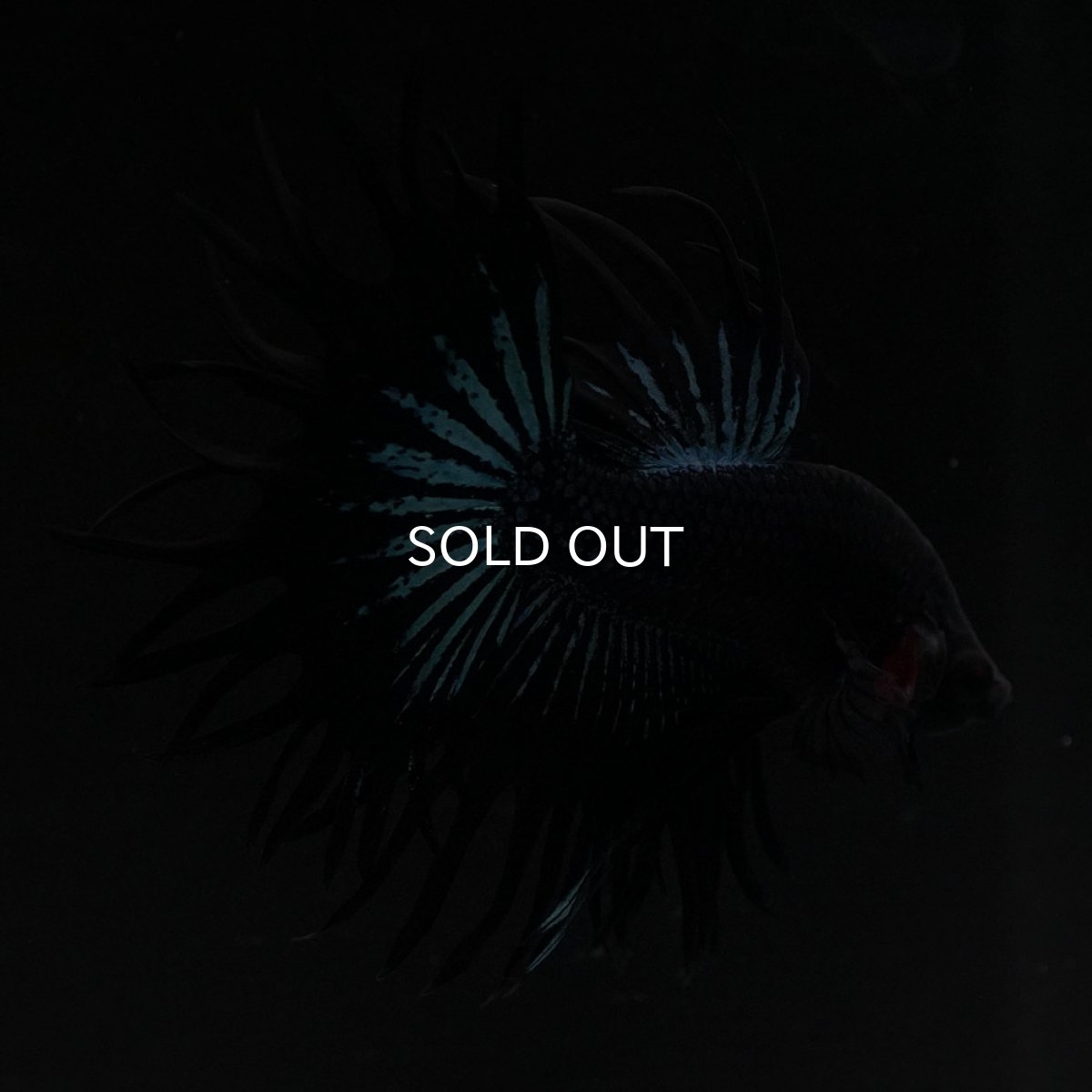 画像8: KCT ブラックオーキッド (8)