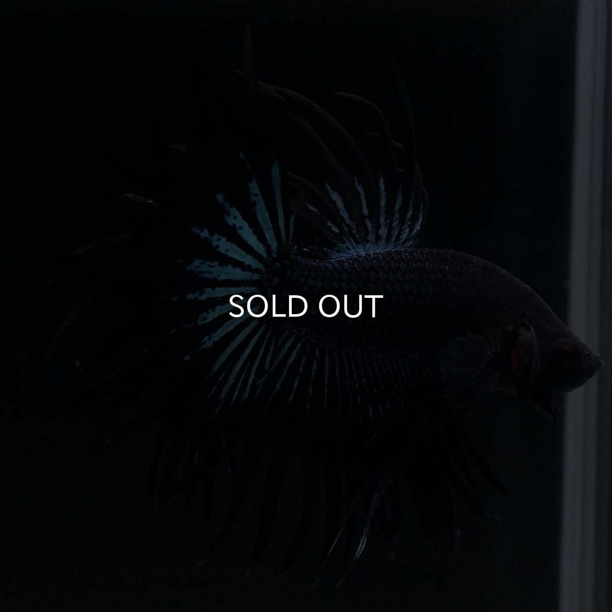 画像6: KCT ブラックオーキッド (6)