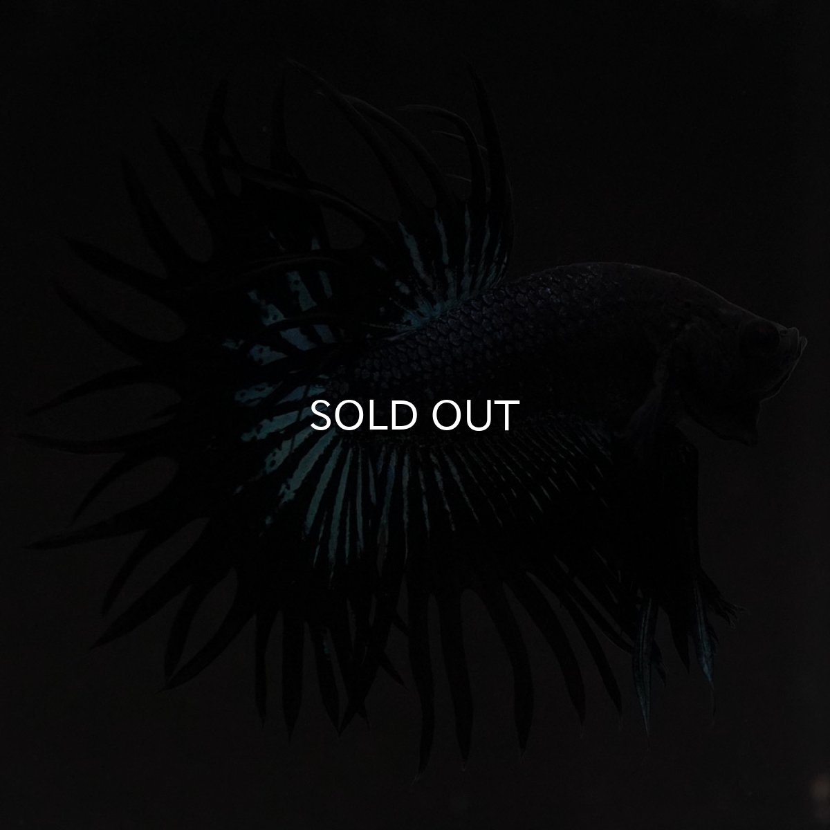 画像4: KCT ブラックオーキッド (4)