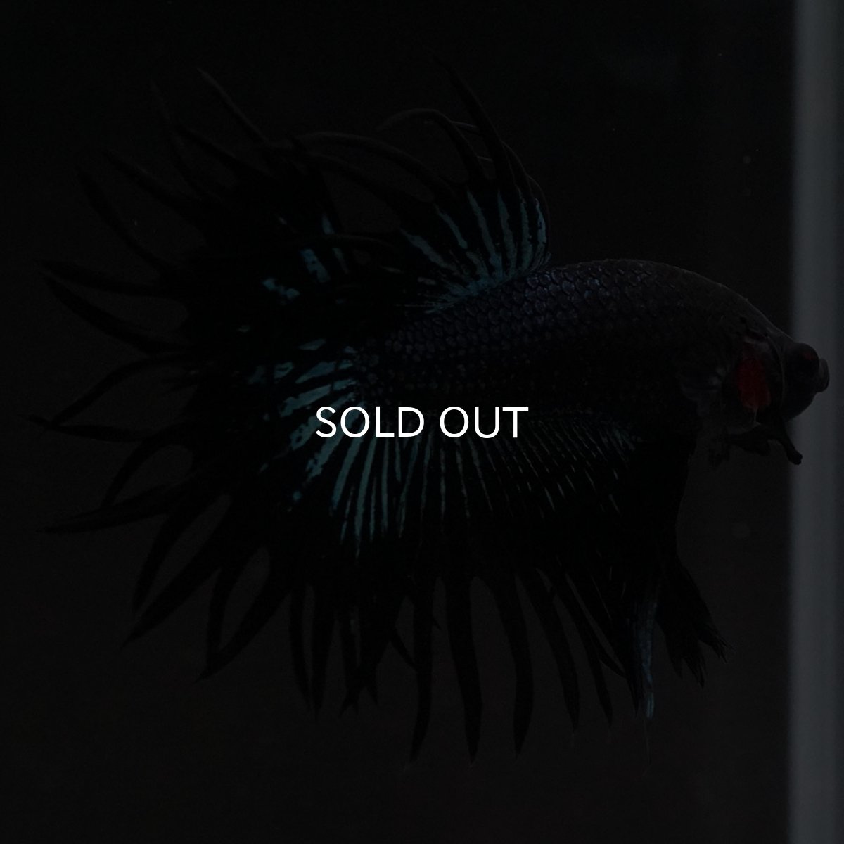 画像2: KCT ブラックオーキッド (2)