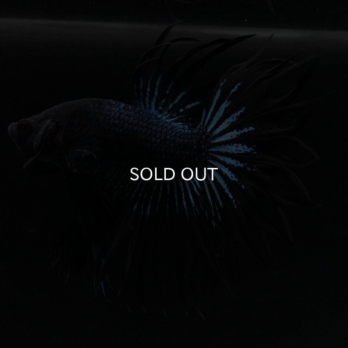 画像3: KCT ブラックオーキッド (3)