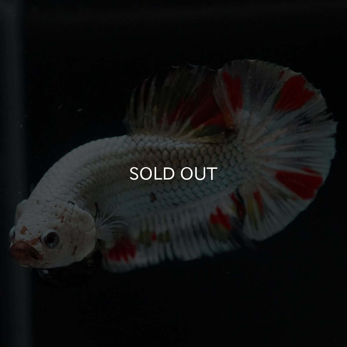 画像6: HMPK プラチナブラックドラゴン 変わり柄 (6)