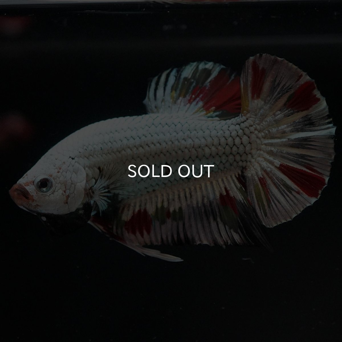 画像4: HMPK プラチナブラックドラゴン 変わり柄 (4)