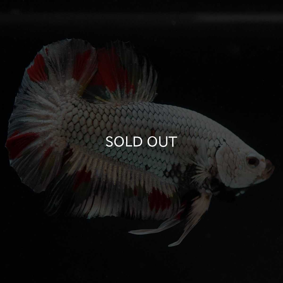 画像8: HMPK プラチナブラックドラゴン 変わり柄 (8)