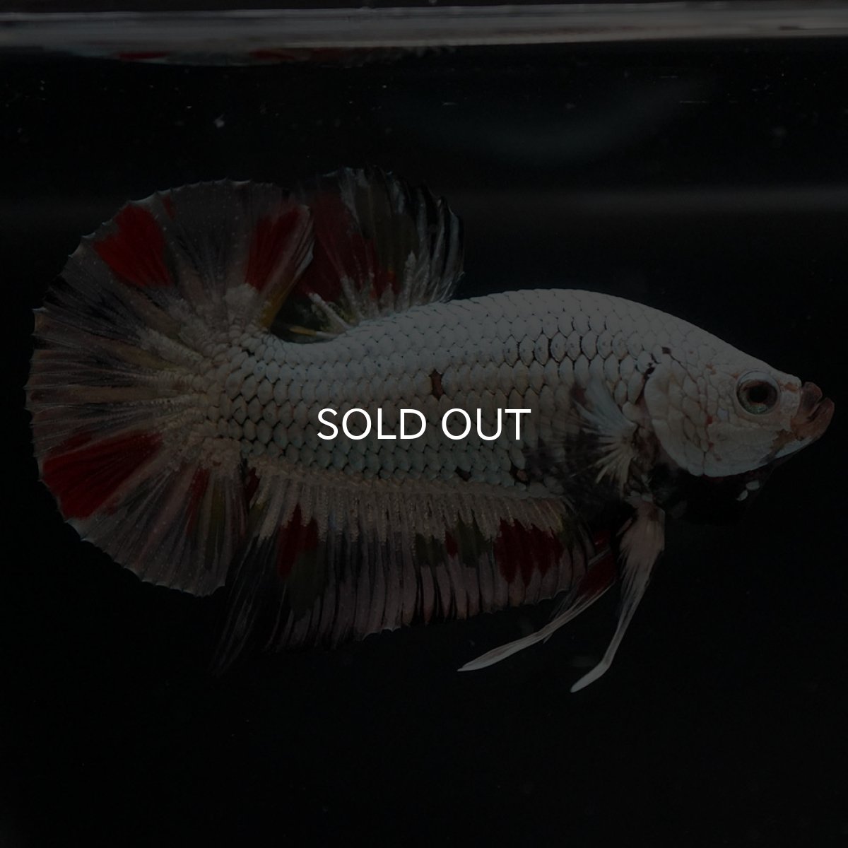 画像7: HMPK プラチナブラックドラゴン 変わり柄 (7)