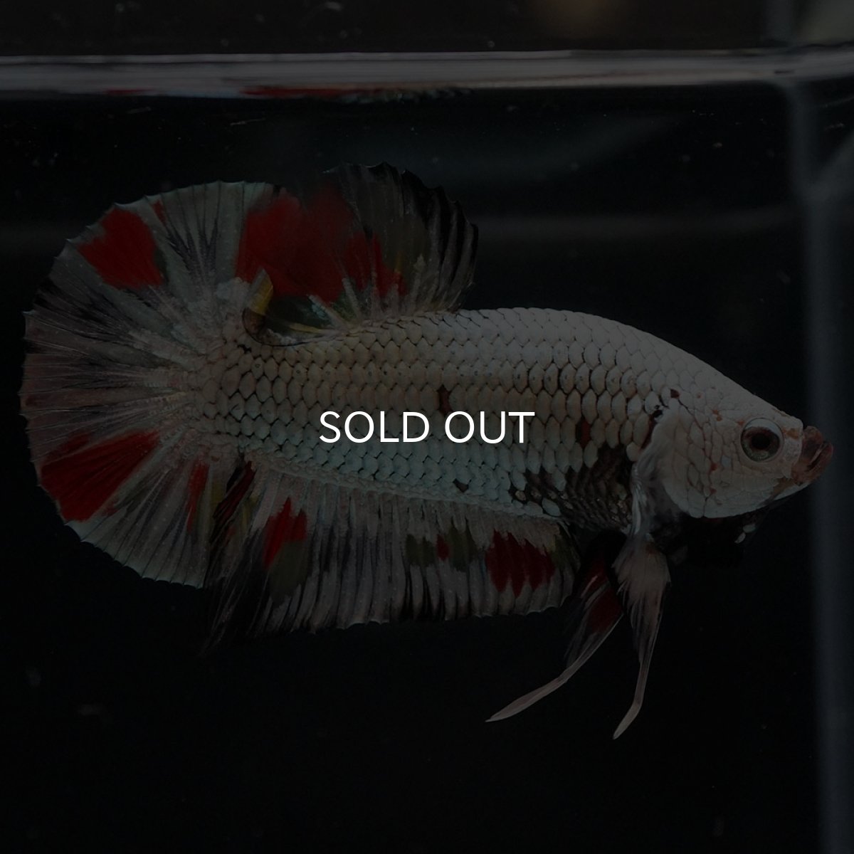 画像5: HMPK プラチナブラックドラゴン 変わり柄 (5)