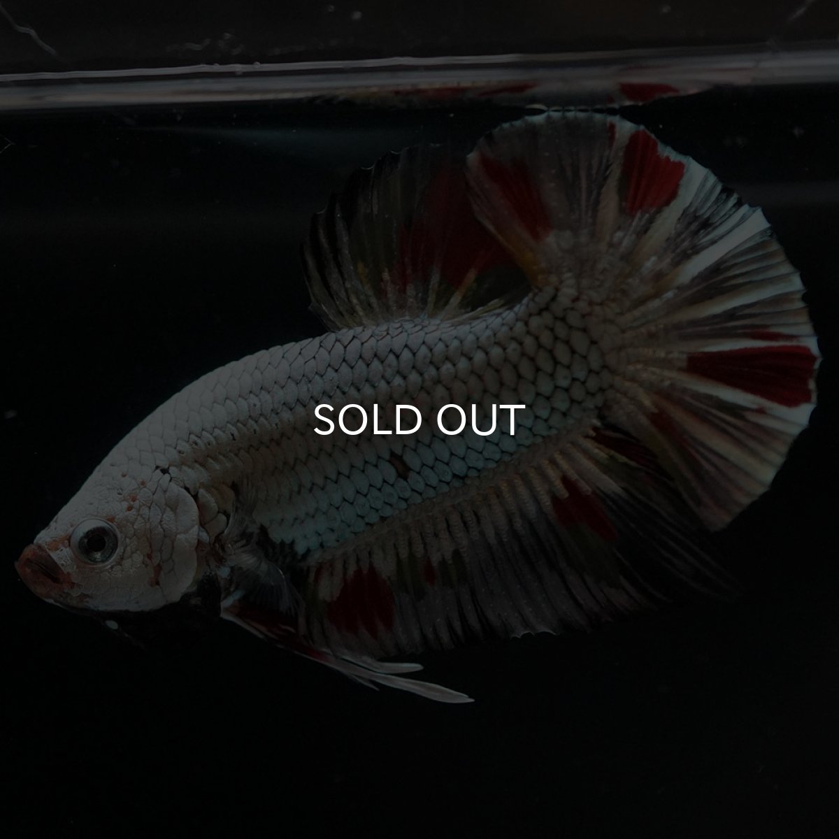 画像2: HMPK プラチナブラックドラゴン 変わり柄 (2)