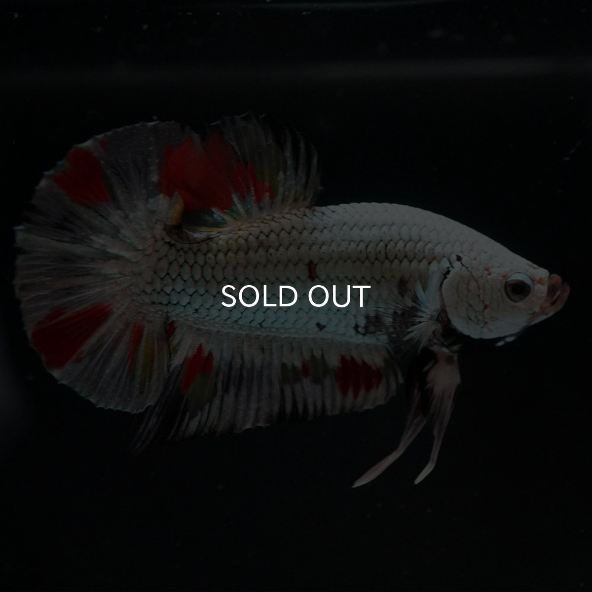 画像3: HMPK プラチナブラックドラゴン 変わり柄 (3)