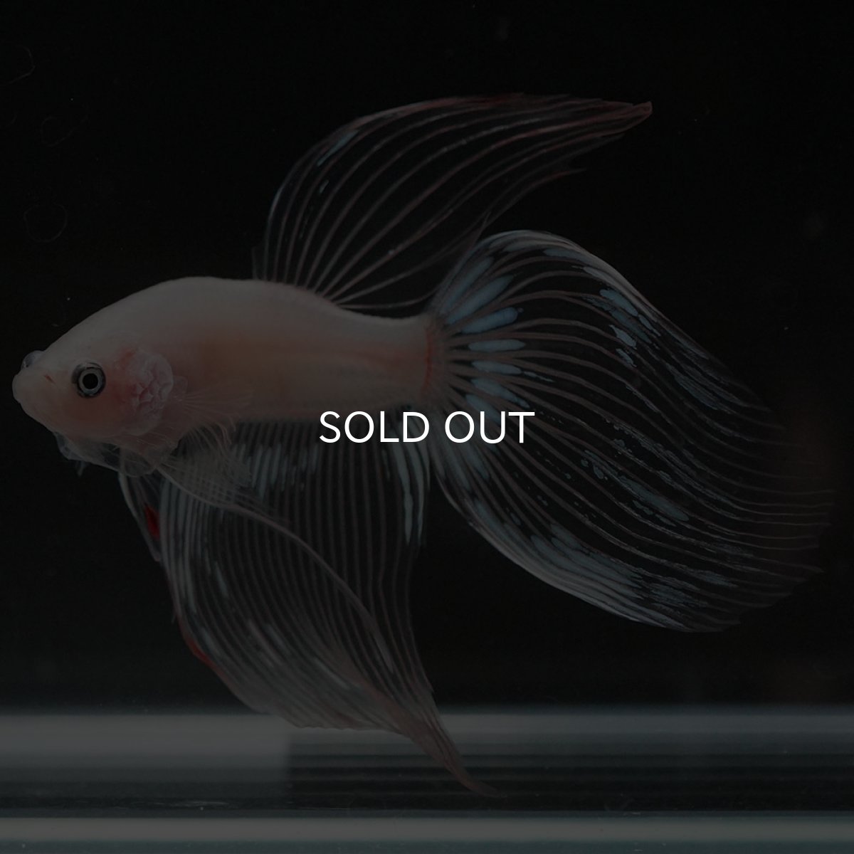 画像4: VT クリア (4)