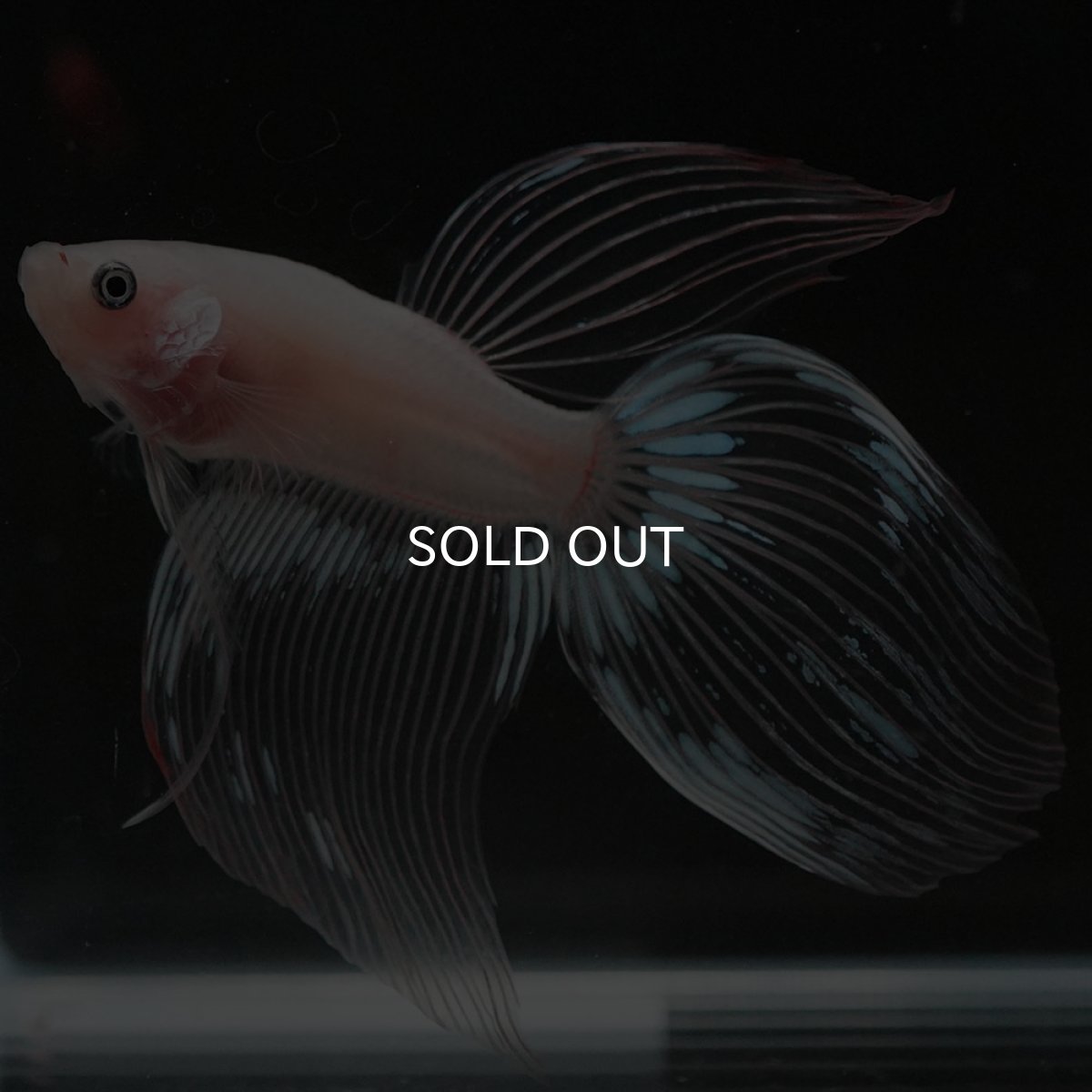 画像6: VT クリア (6)