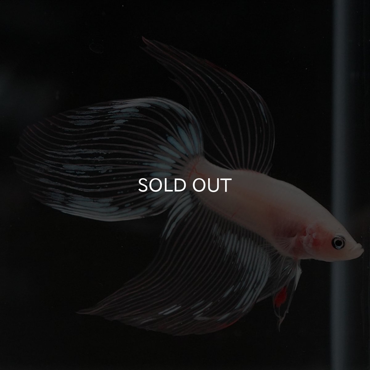 画像7: VT クリア (7)