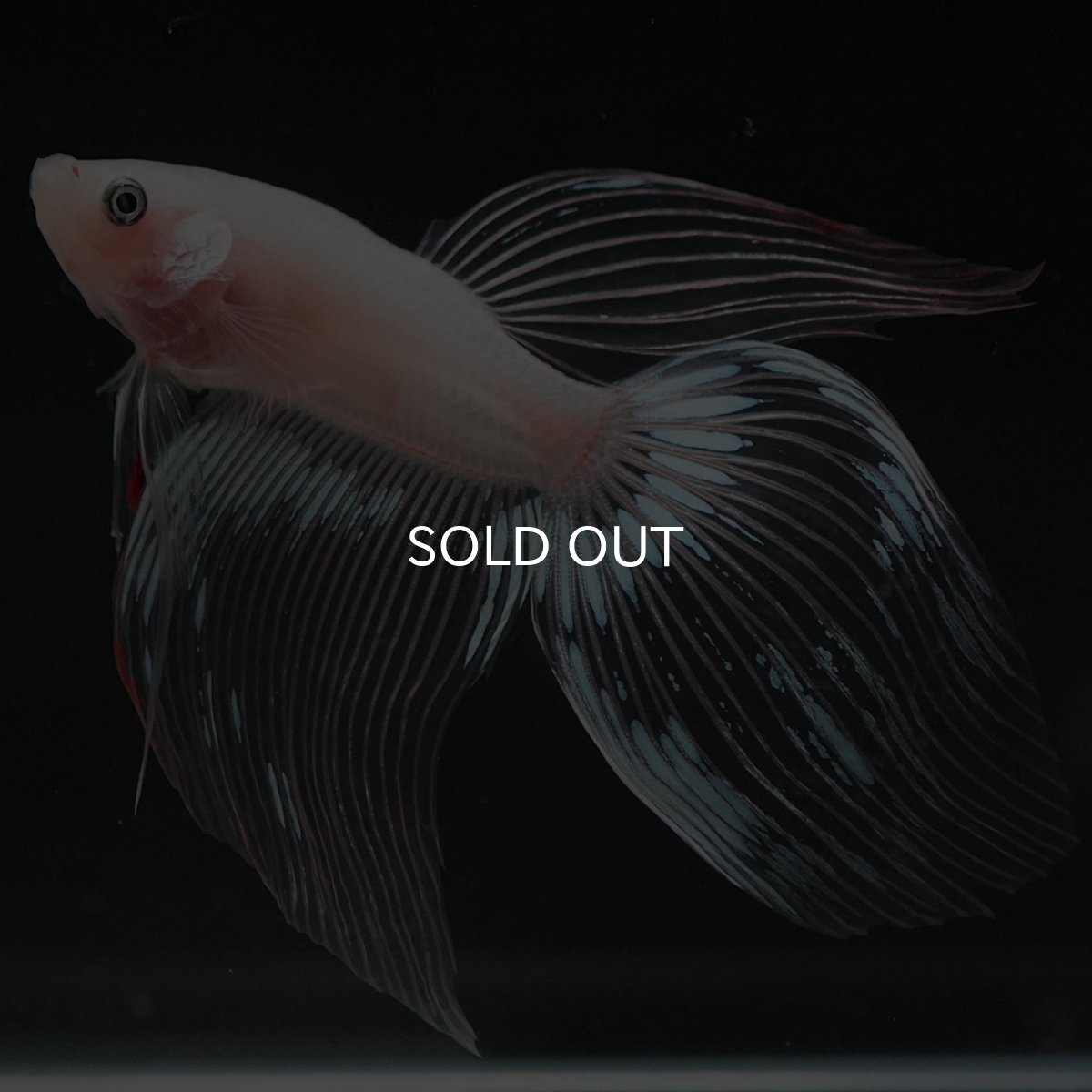 画像2: VT クリア (2)