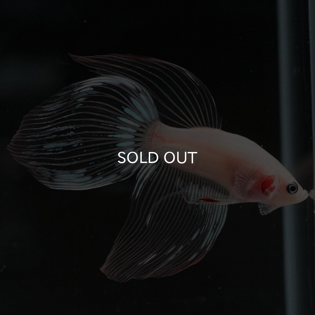 画像5: VT クリア (5)